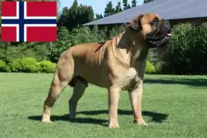 Read more about the article Bullmastiff tenyésztők és kölykök Norvégiában