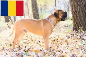 Read more about the article Bullmastiff tenyésztők és kölykök Romániában