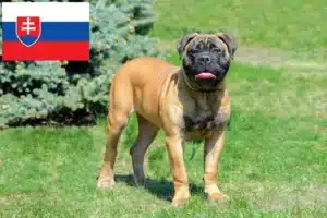 Read more about the article Bullmastiff tenyésztők és kölykök Szlovákiában