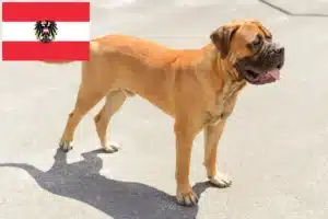 Read more about the article Bullmastiff tenyésztők és kölykök Ausztriában