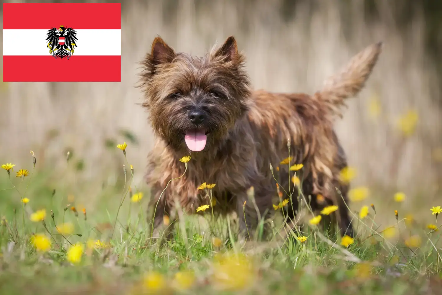Cairn terrier kölykök és tenyésztők Ausztria Itt találhat Cairn terrier tenyésztőket Ausztriában.
