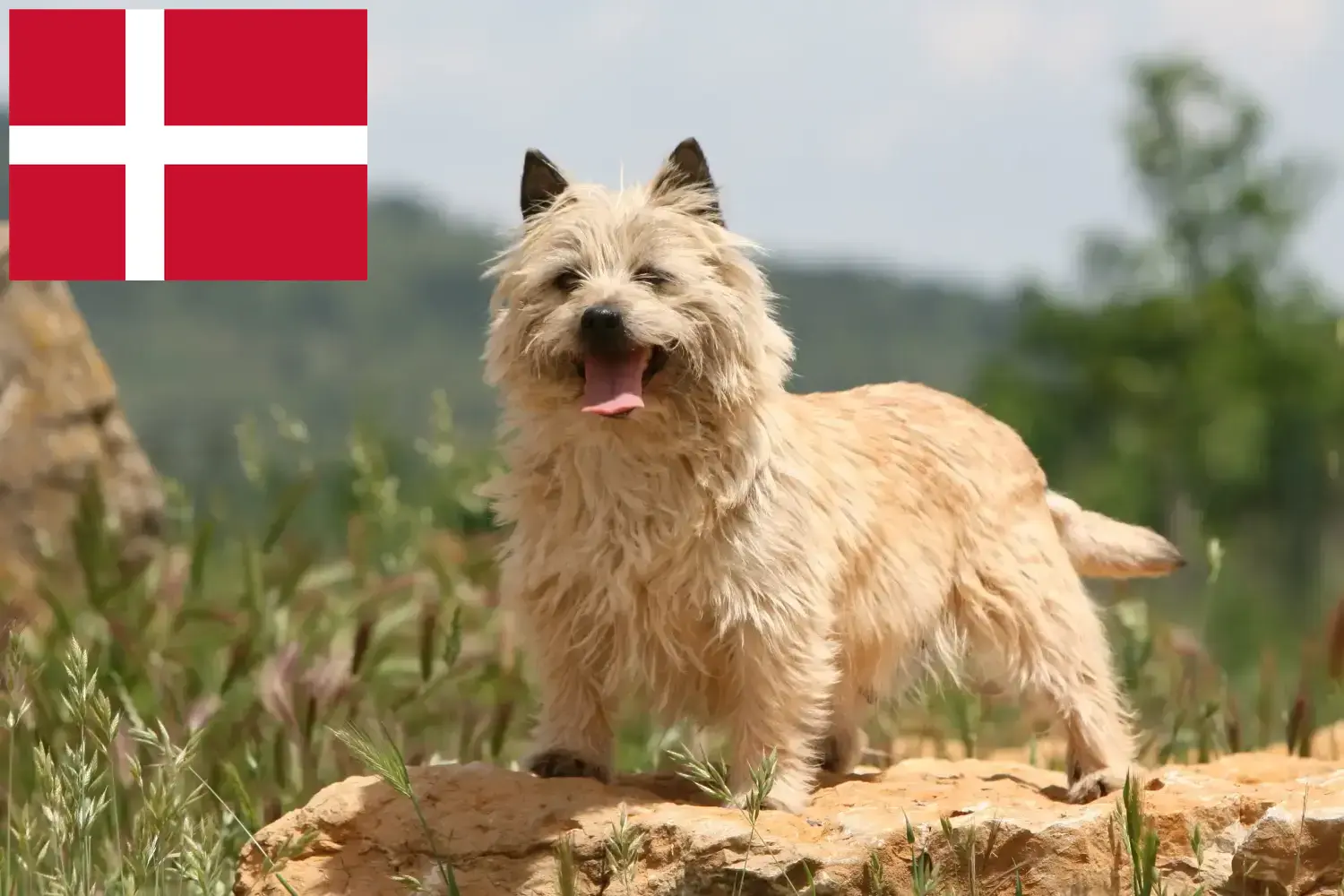 Cairn terrier kiskutyák és tenyésztők Dánia Keress Cairn terrier tenyésztőket Dánia területén.