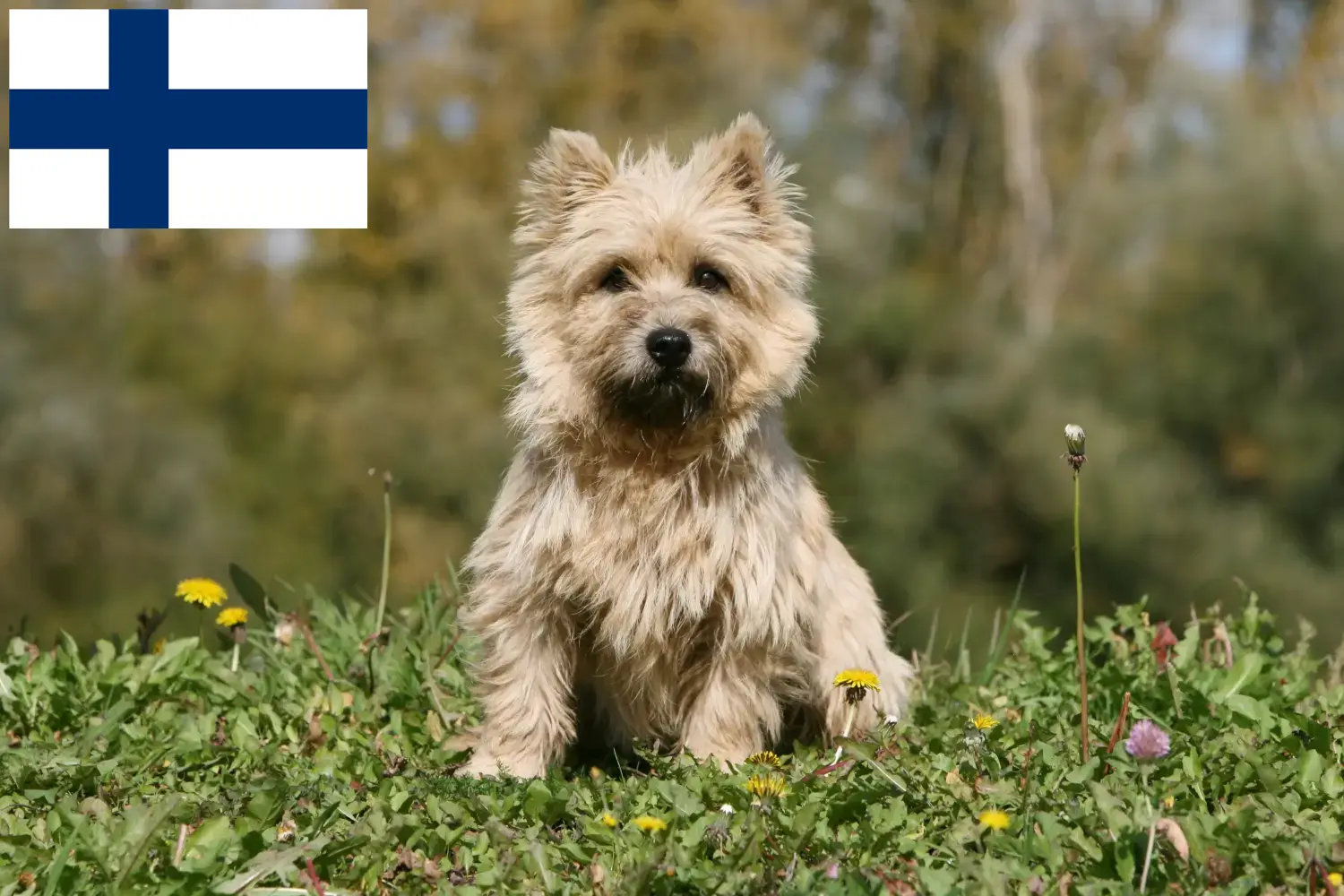 Cairn terrier kölykök és tenyésztők Finnország Keress Cairn terrier tenyésztőket Finnországban.