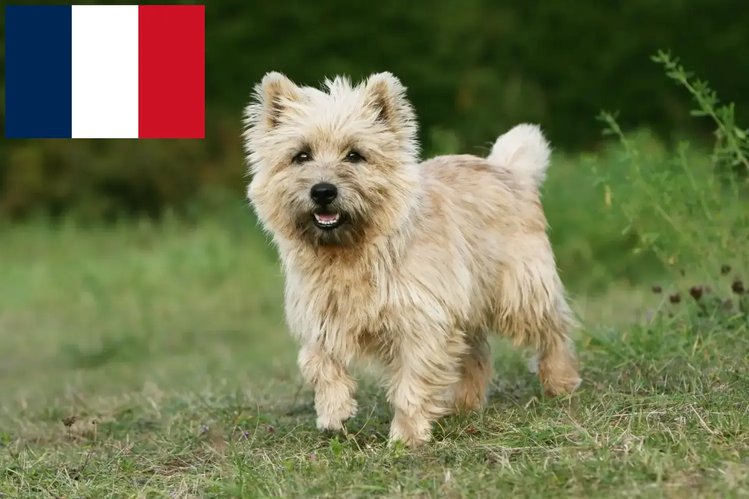 Cairn terrier kölykök és tenyésztők Franciaország Itt találhat Cairn terrier tenyésztőket Franciaországban.