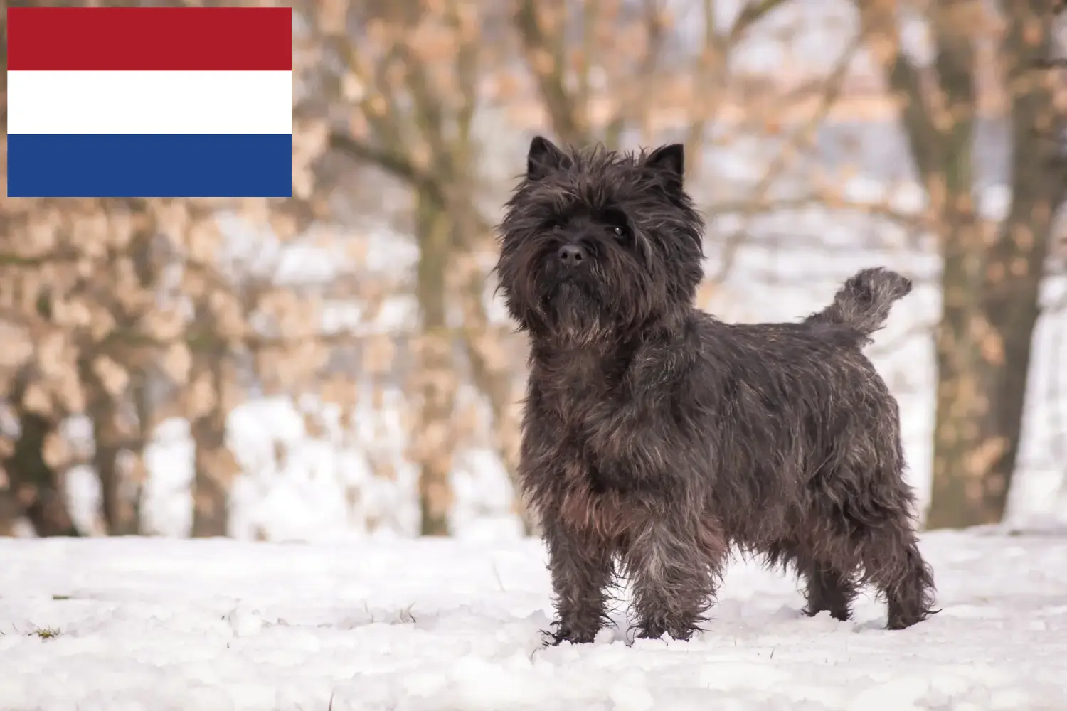 Cairn terrier kölykök és tenyésztők Hollandia Cairn terrier tenyésztők keresése Hollandia területén.