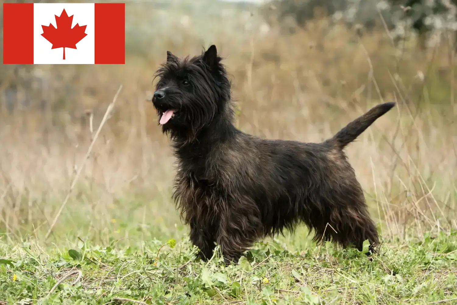 Cairn terrier kölykök és tenyésztők Kanada Cairn terrier tenyésztők keresése Kanadában.