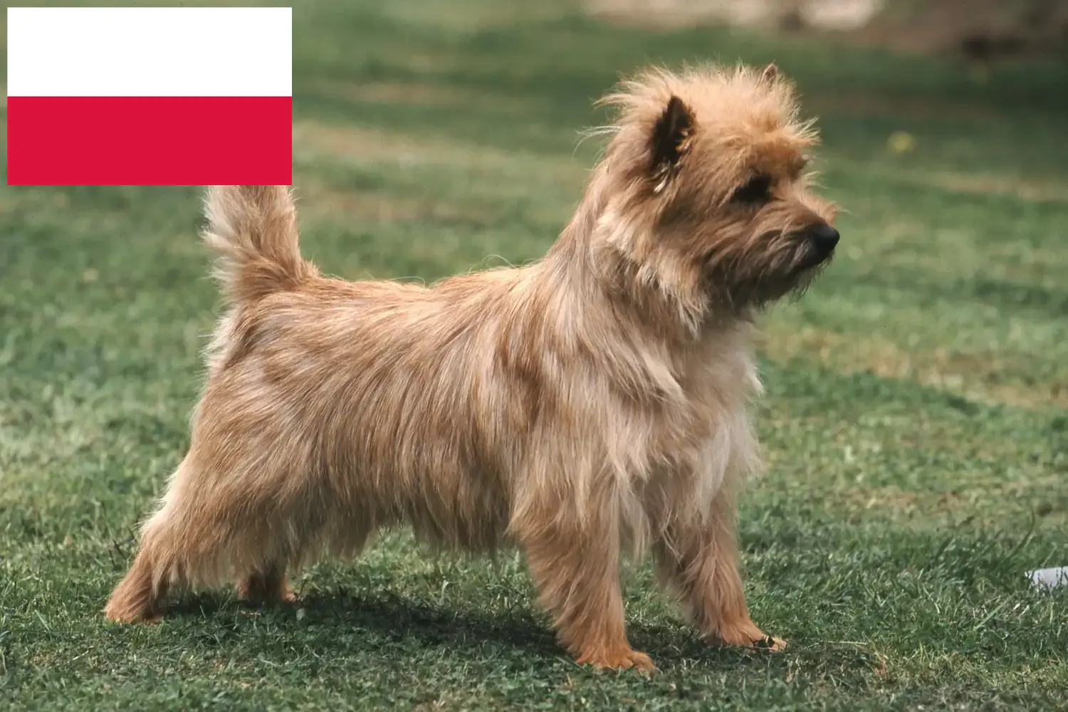 Cairn terrier kölykök és tenyésztők Lengyelország Cairn terrier tenyésztők keresése Lengyelországban.