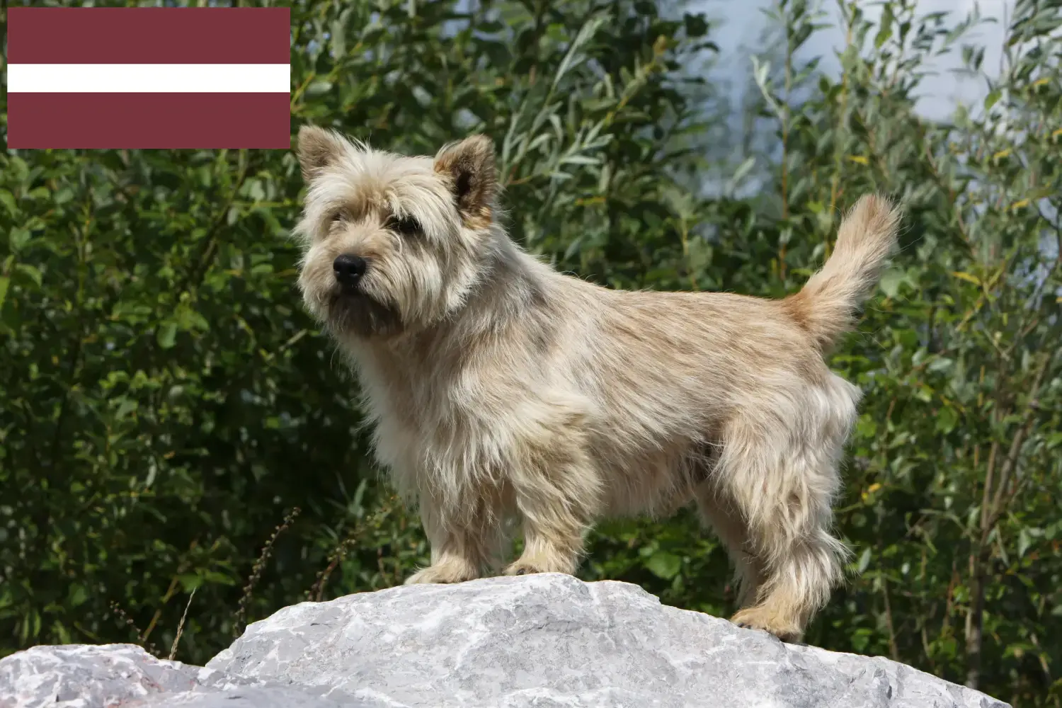 Cairn terrier kiskutyák és tenyésztők Lettország Keress Cairn terrier tenyésztőket Lettországban.