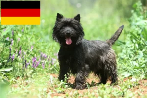 Read more about the article Cairn terrier tenyésztők és kölykök Németországban