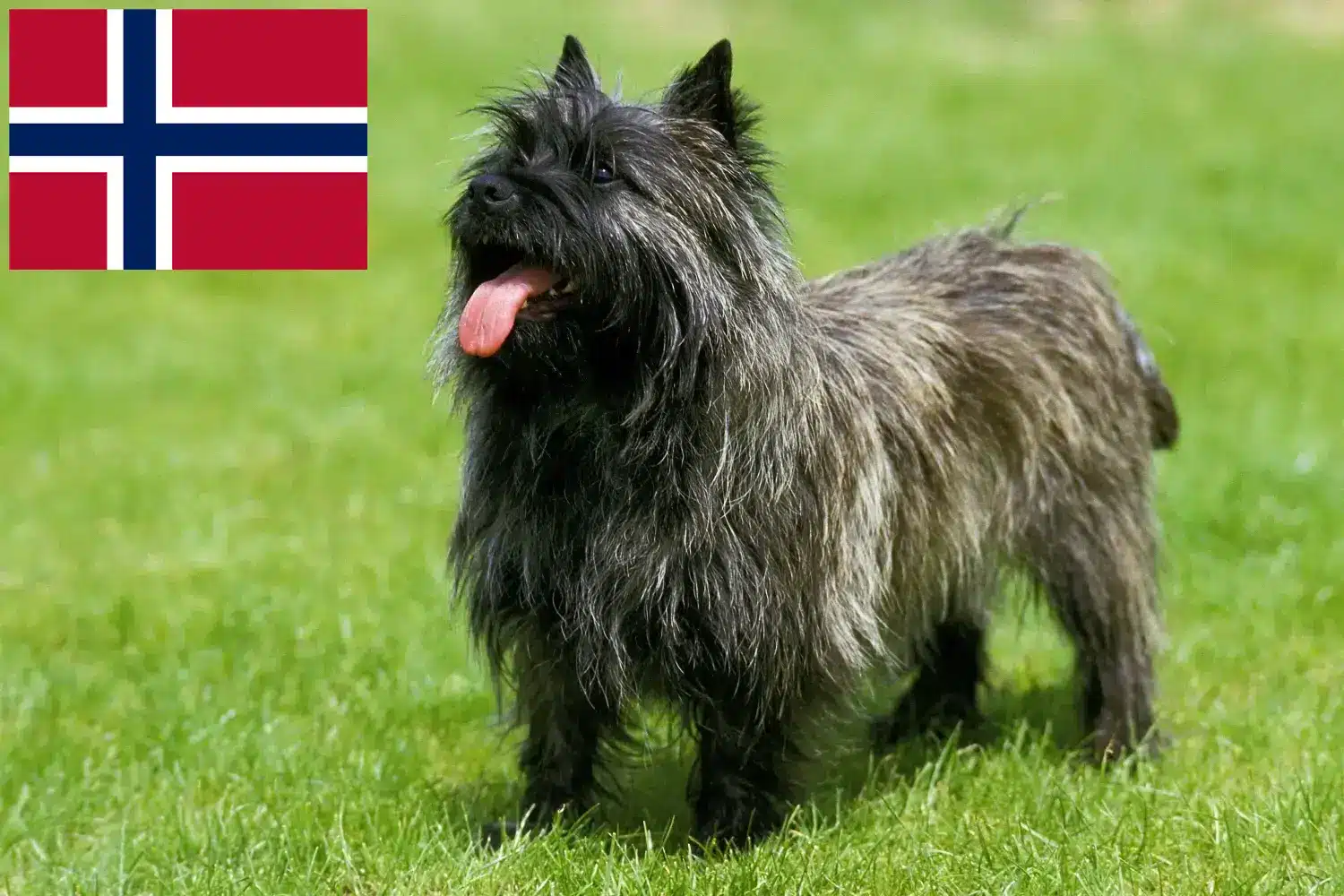 Cairn terrier kiskutyák és tenyésztők Norvégia Keress Cairn terrier tenyésztőket Norvégia területén.