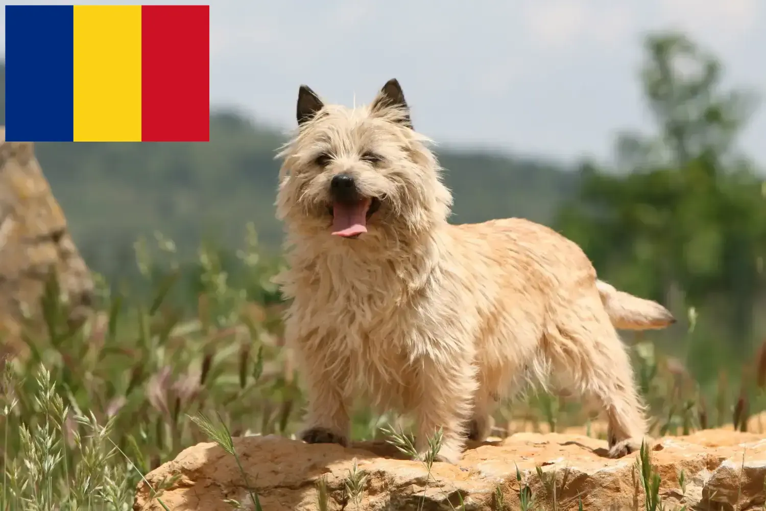 Cairn terrier kölykök és tenyésztők Románia Cairn terrier tenyésztők keresése Romániában.