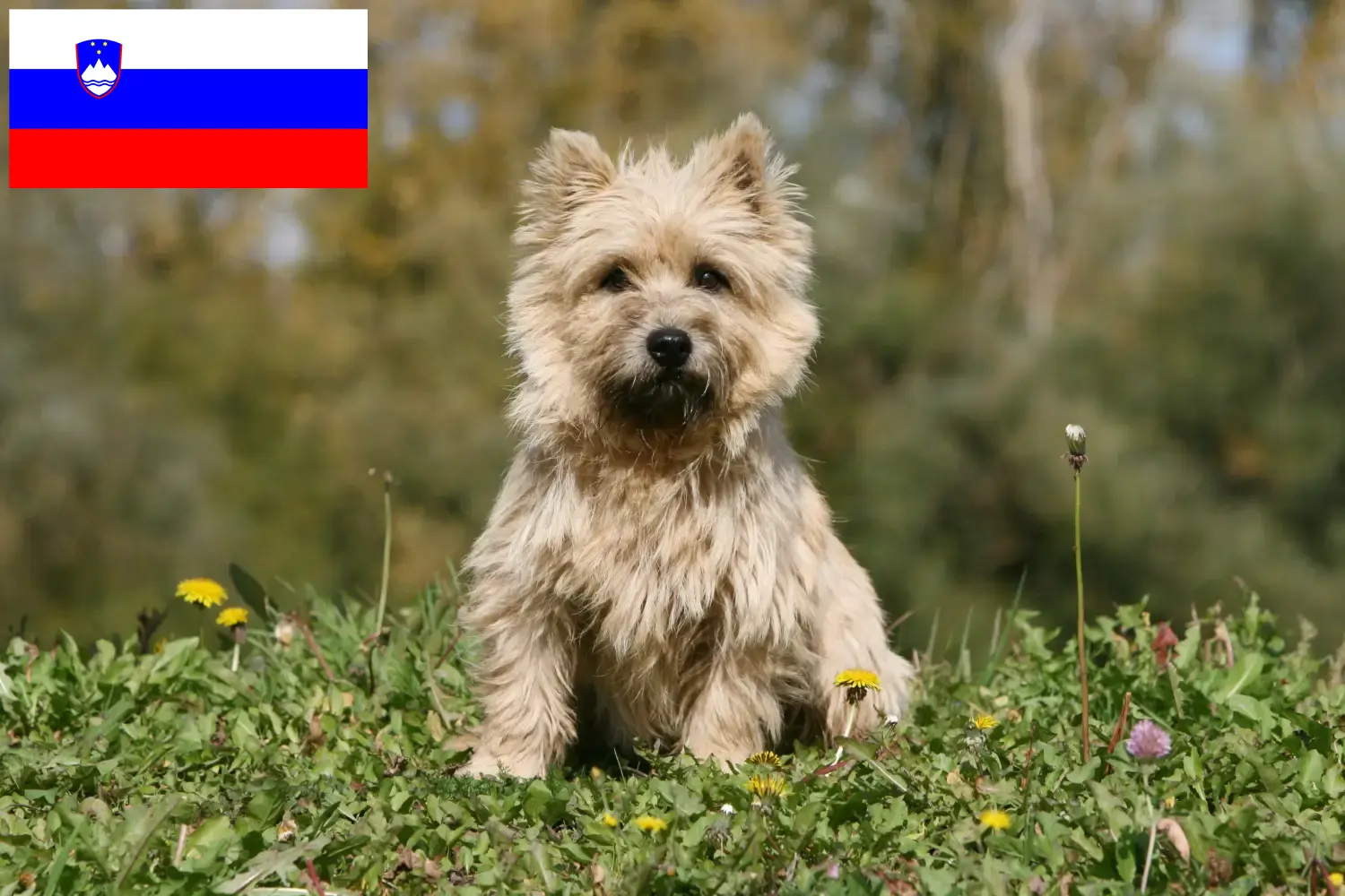 Cairn terrier kiskutyák és tenyésztők Szlovénia Cairn terrier tenyésztők keresése Szlovéniában.
