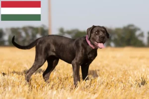 Read more about the article Cane Corso Italiano tenyésztők és kölykök Magyarországon