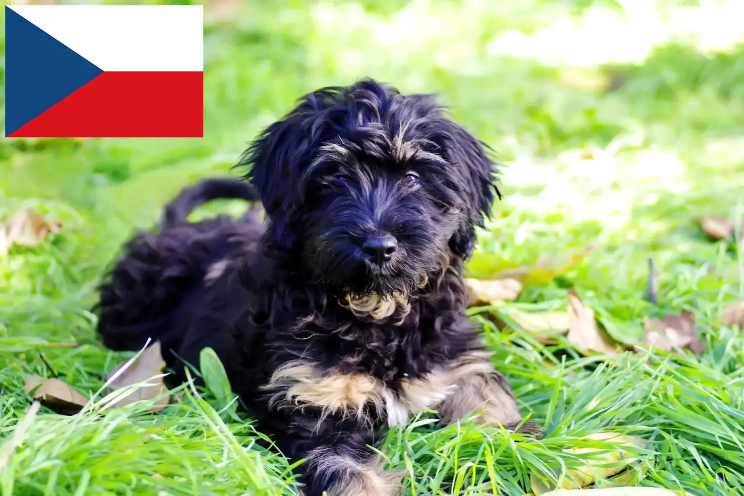 Cão da Serra de Aires kiskutyák és tenyésztők Csehország Itt találhat Cão da Serra de Aires tenyésztőket Csehországban.