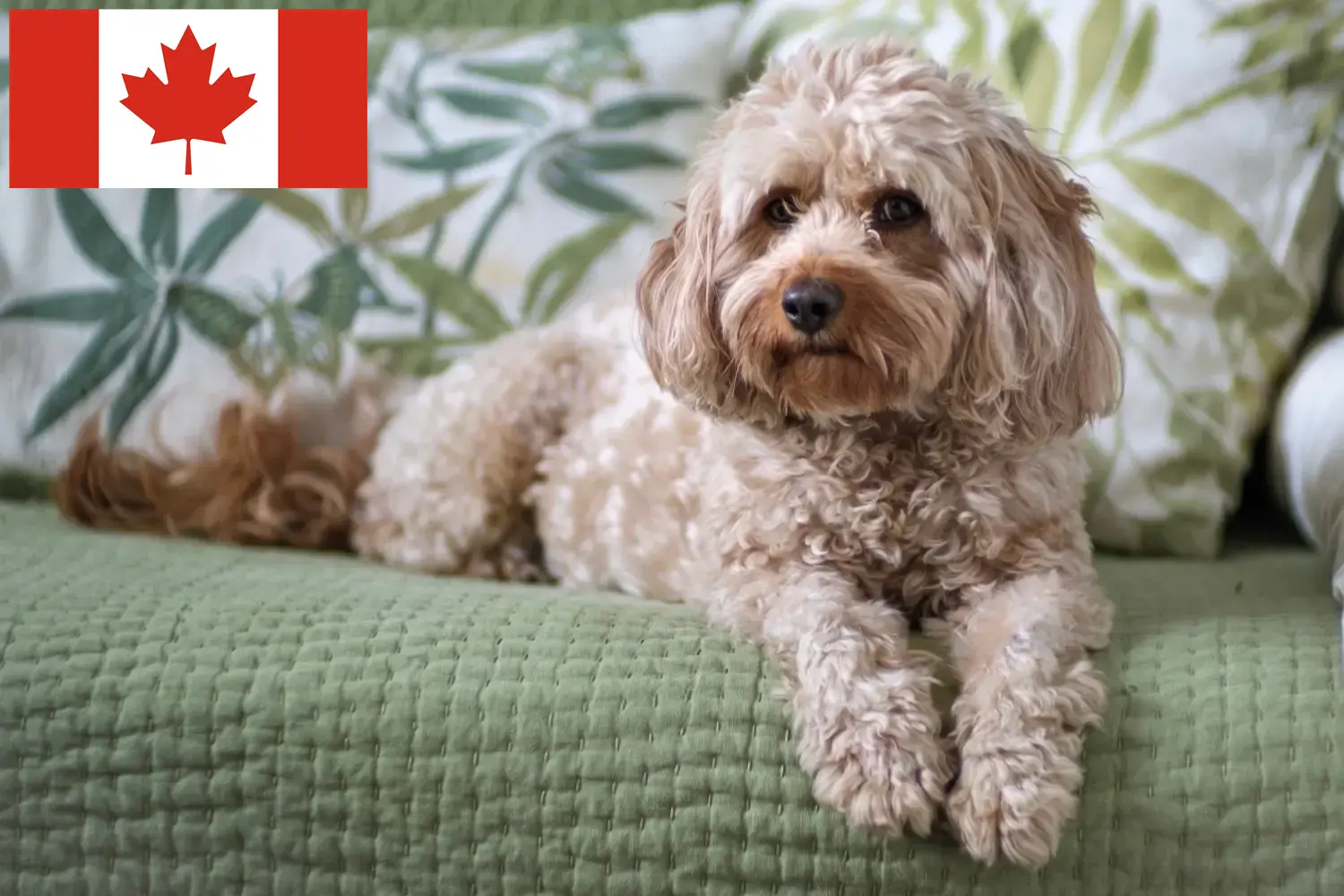Cavoodle kölykök és tenyésztők Kanada Itt találhat Cavoodles tenyésztőket Kanadában.