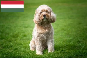 Read more about the article Cavoodle tenyésztők és kölykök Magyarországon