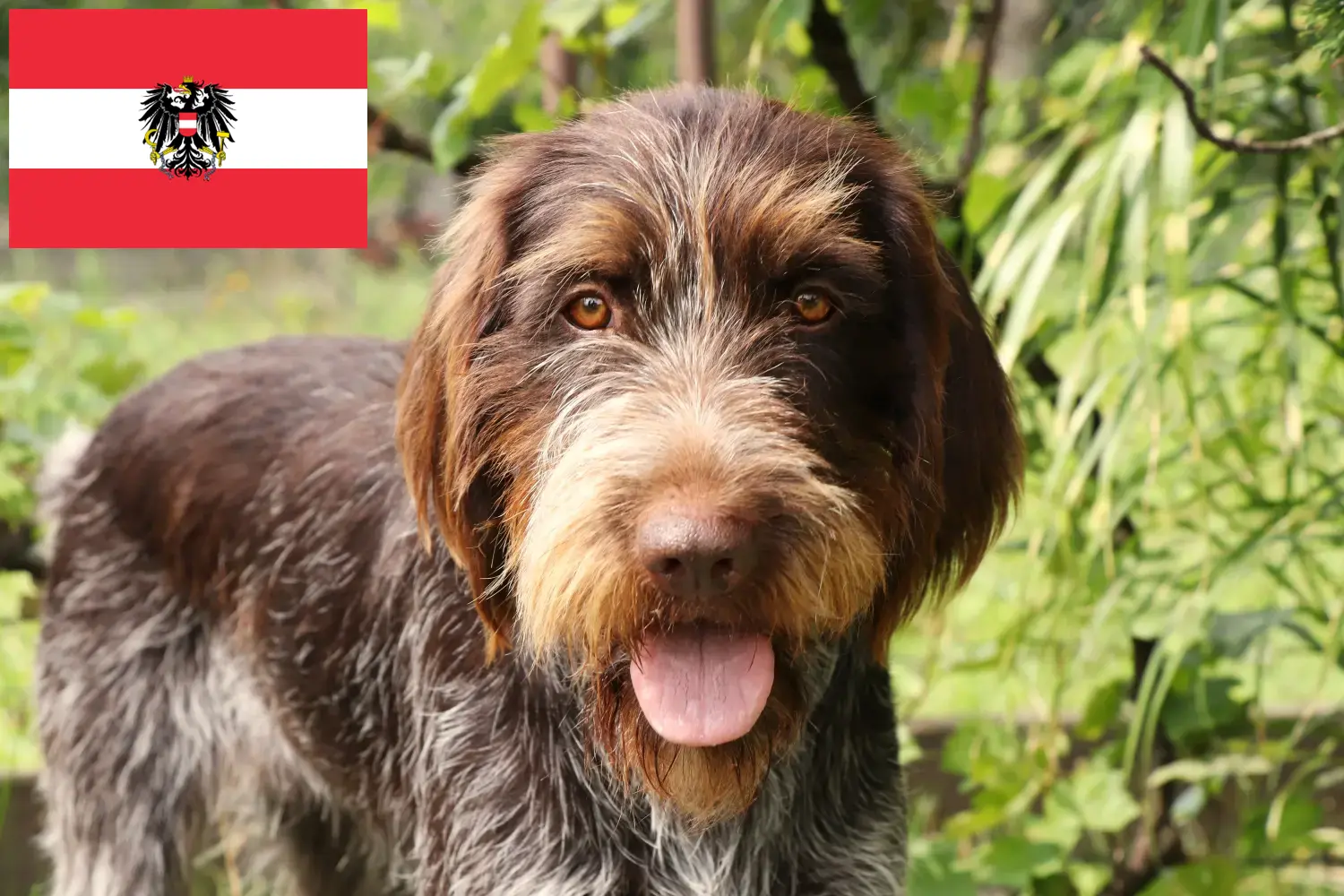 Český fousek kiskutyák és tenyésztők Ausztria Itt megtalálja a Český fouseks tenyésztőket Ausztriában.