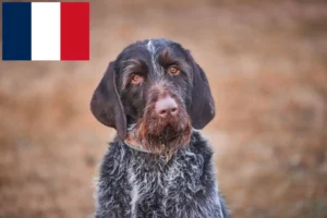Read more about the article Český fousek tenyésztők és kölykök Franciaországban