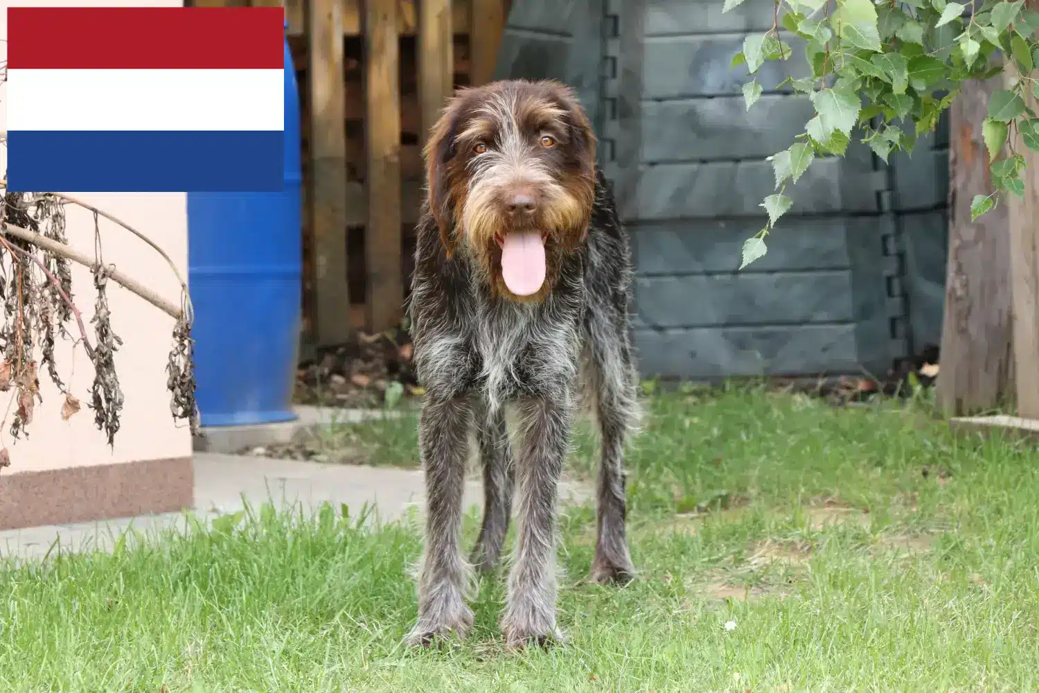 Český fousek kiskutyák és tenyésztők Hollandia Itt megtalálja a Český fouseks tenyésztőket Hollandiában.