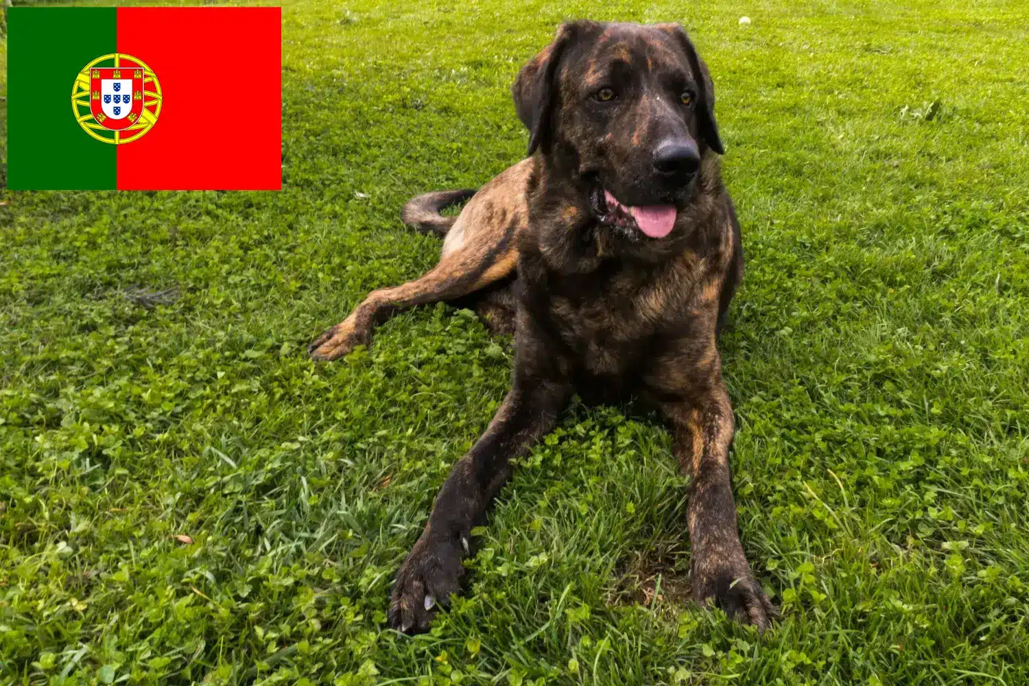Chien de Castro Laboreiro kiskutyák és tenyésztők Portugália Itt találhat Chien de Castro Laboreiros tenyésztőket Portugáliában.