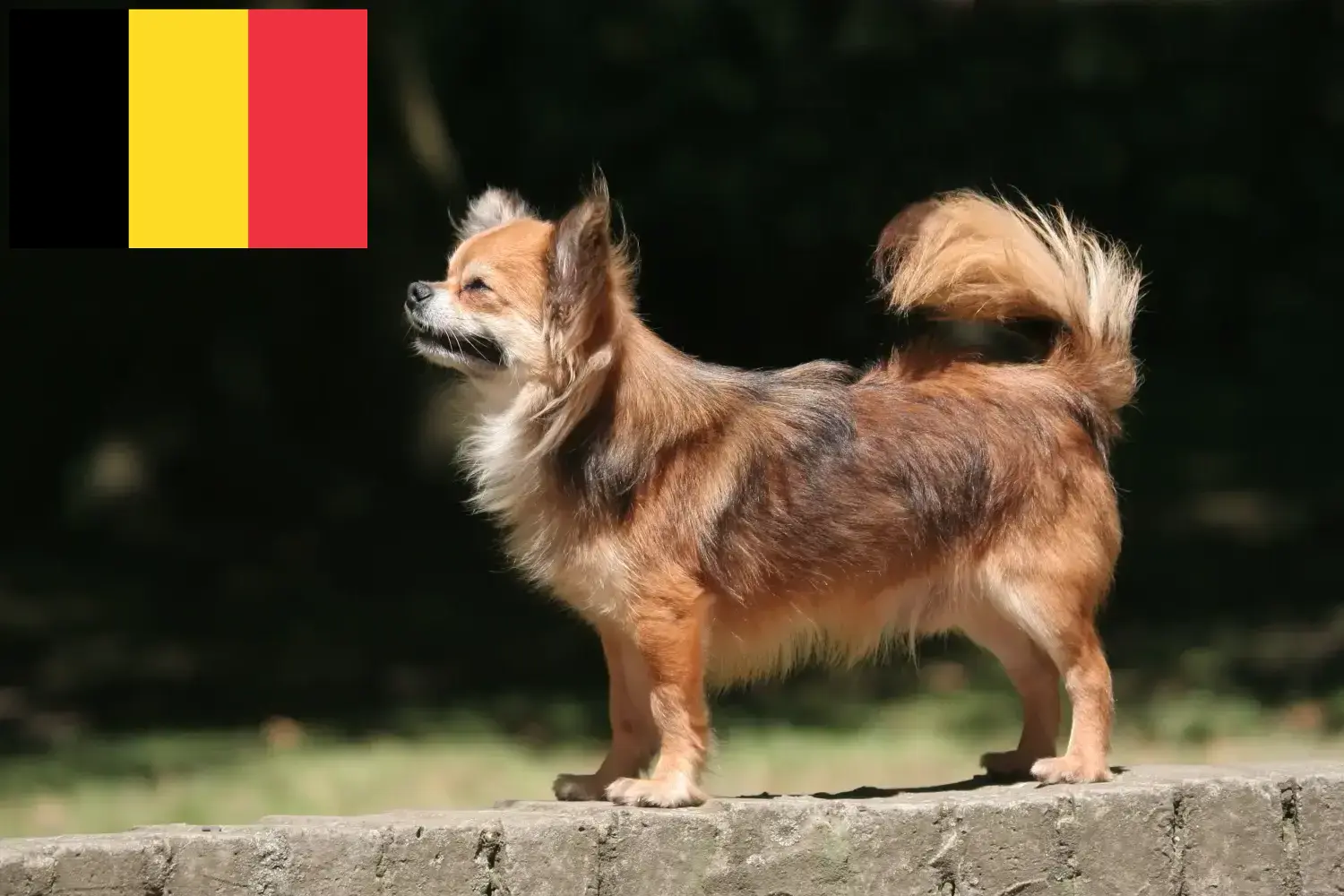 Chihuahua kölykök és tenyésztők Belgium Itt találhatsz Chihuahua tenyésztőket Belgiumban.