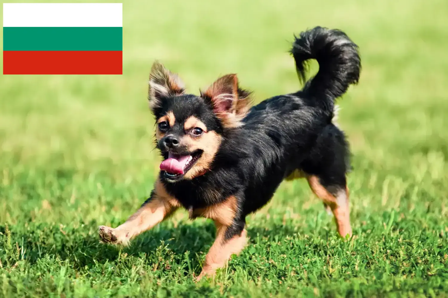Chihuahua kölykök és tenyésztők Bulgária Chihuahua tenyésztőket Bulgáriában itt találsz.
