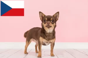 Read more about the article Chihuahua tenyésztők és kölykök Csehországban