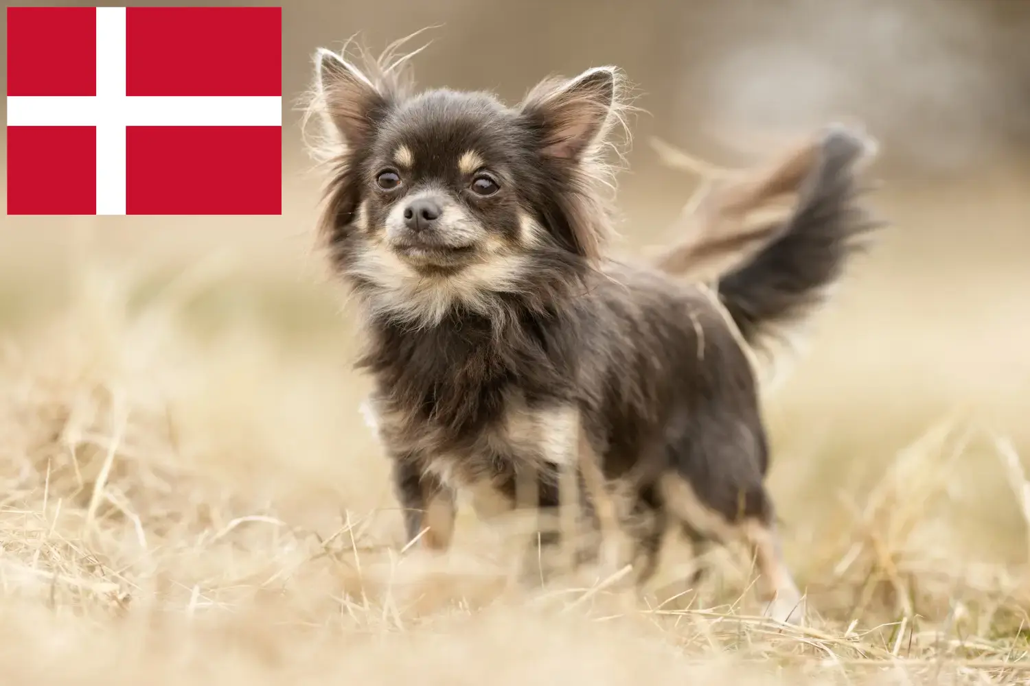 Chihuahua kölykök és tenyésztők Dánia Keresse meg a dániai chihuahua tenyésztőket itt.