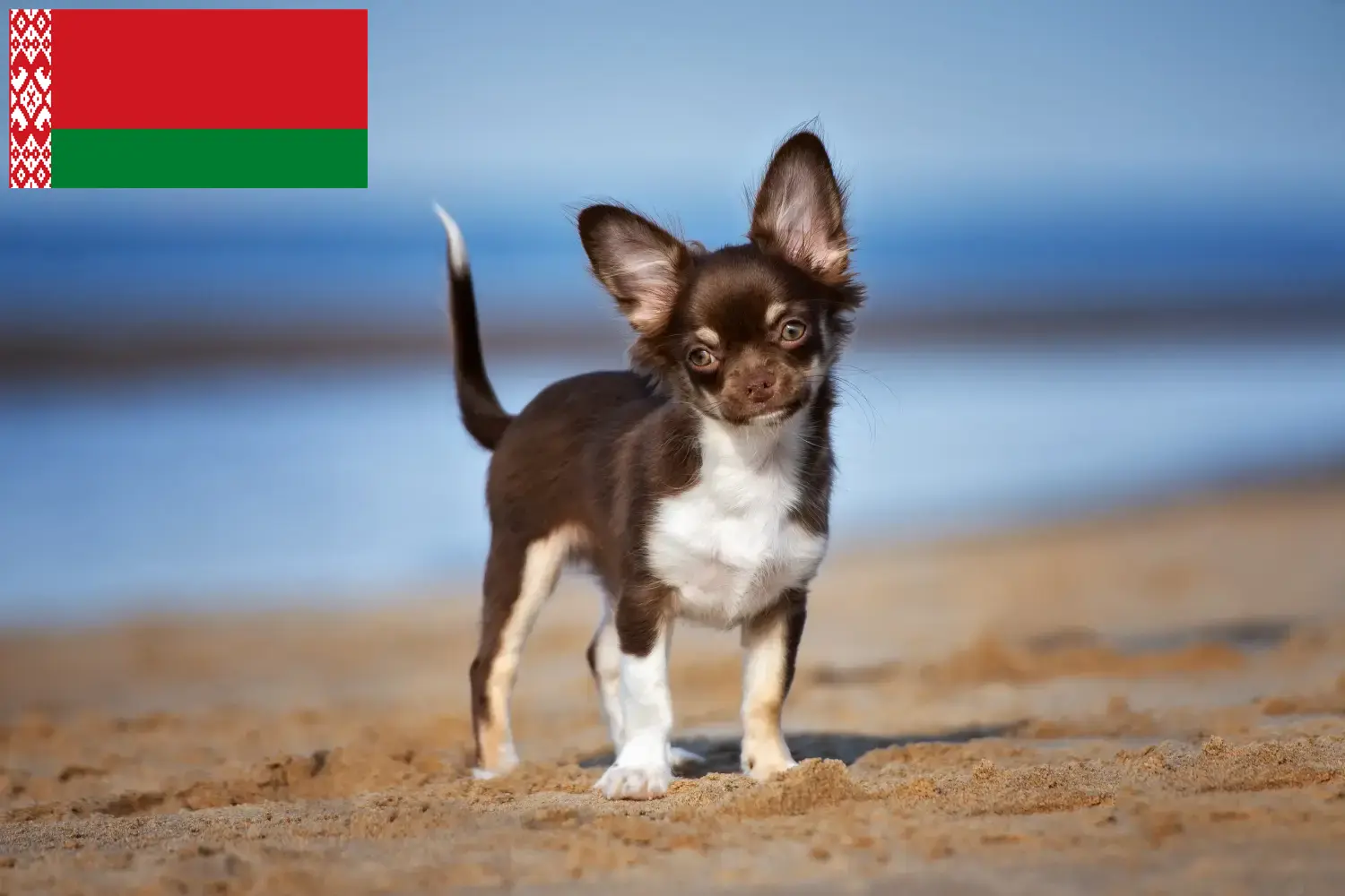 Chihuahua kiskutyák és tenyésztők Fehéroroszország Itt találhat Chihuahua tenyésztőket Fehéroroszországban.