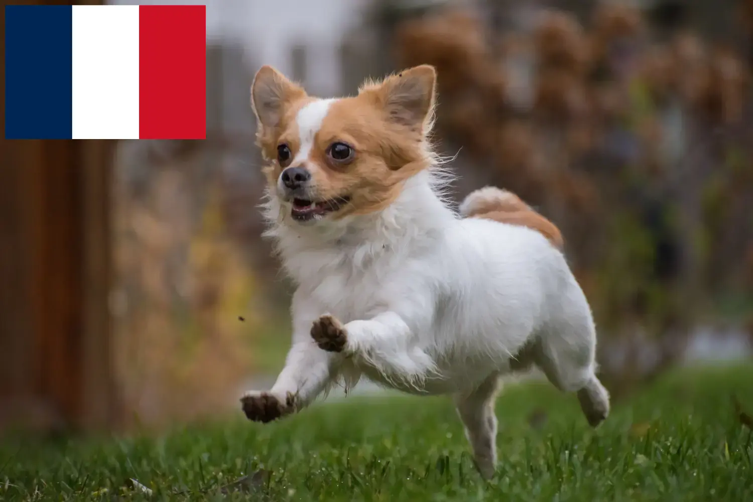 Chihuahua kölykök és tenyésztők Franciaország Chihuahua tenyésztőket Franciaországban itt találsz.