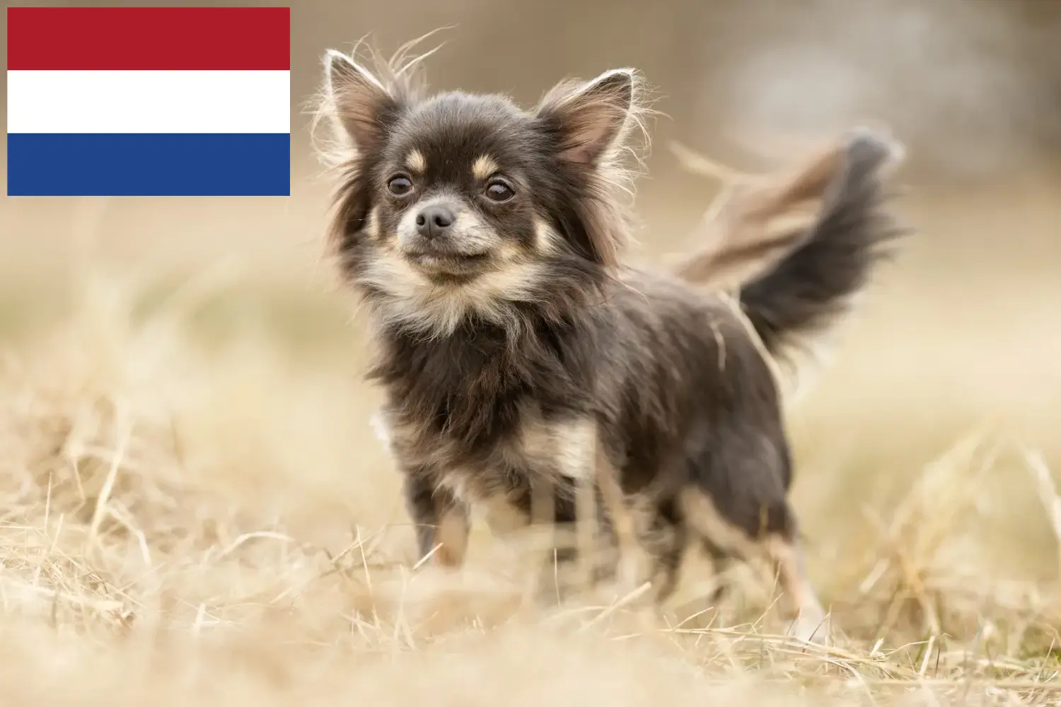 Chihuahua kölykök és tenyésztők Hollandia Itt megtalálja a Chihuahua tenyésztőket Hollandiában.