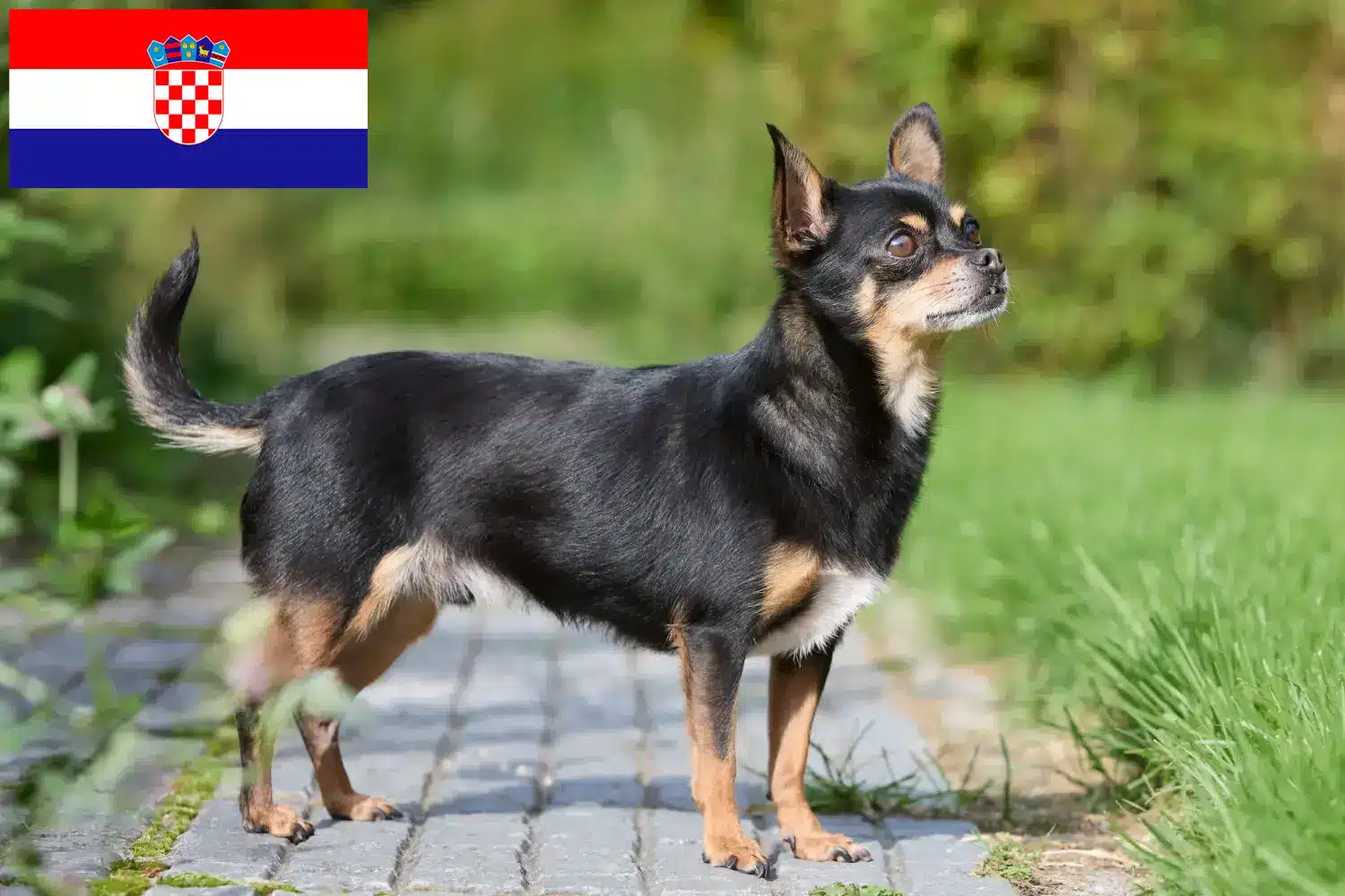 Chihuahua kölyökkutyák és tenyésztők Horvátország Horvátországban található chihuahua tenyésztőket itt találja.