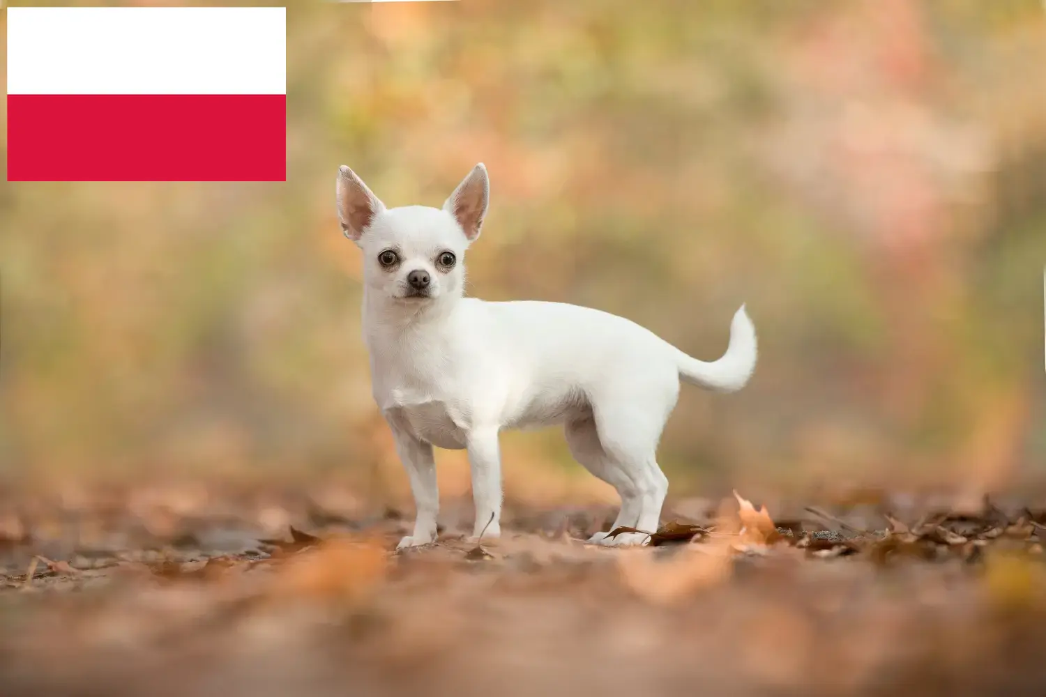 Chihuahua kölykök és tenyésztők Lengyelország Lengyelországi chihuahua tenyésztőket itt találsz.