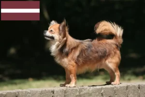 Read more about the article Chihuahua tenyésztők és kölykök Lettországban