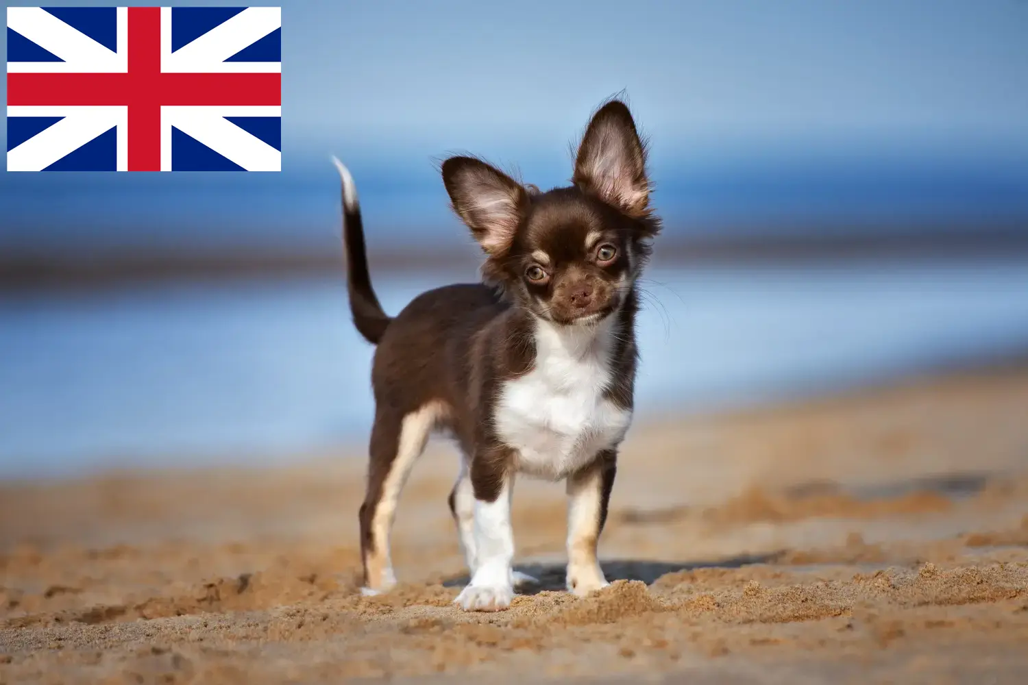 Chihuahua kölykök és tenyésztők Nagy-Britannia Keressen Chihuahua tenyésztőket az Egyesült Királyságban itt.