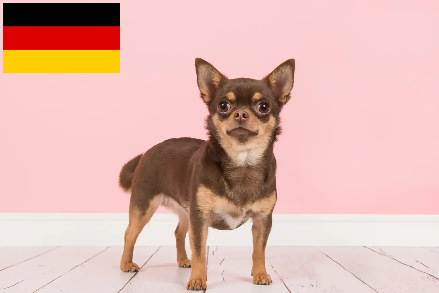 Chihuahua kiskutyák és tenyésztők Németország Itt találhat chihuahua tenyésztőket Németországban.
