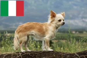 Read more about the article Chihuahua tenyésztők és kölykök Olaszországban