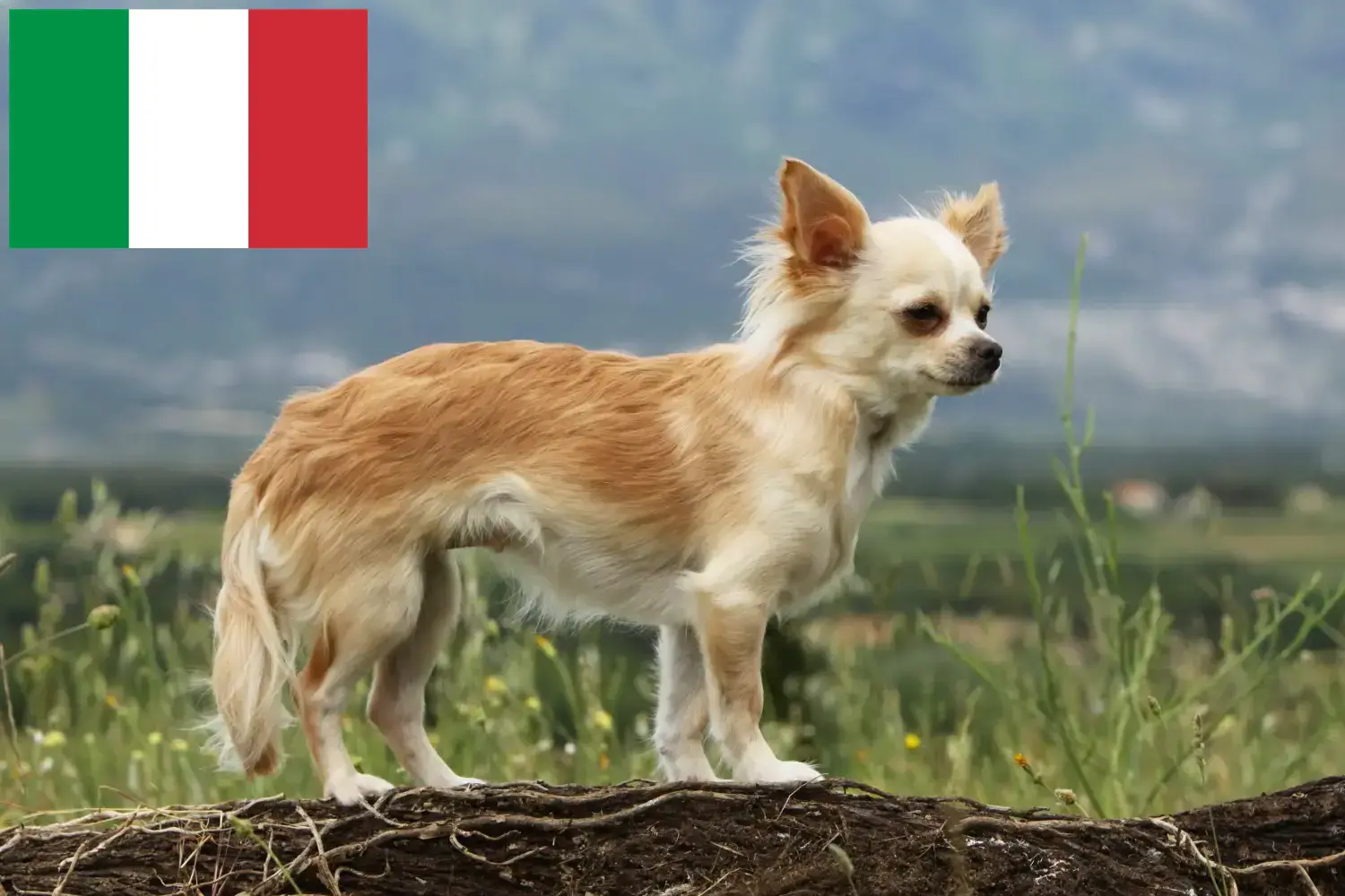 Chihuahua kölykök és tenyésztők Olaszországban Olaszországi chihuahua tenyésztőket itt találsz.