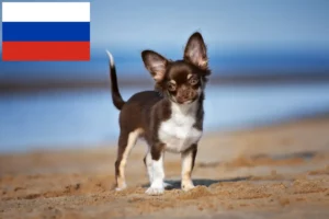 Read more about the article Chihuahua tenyésztők és kiskutyák Oroszországban