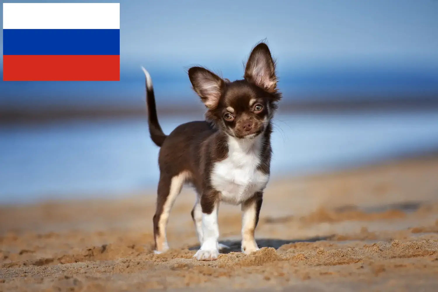 Chihuahua kölykök és tenyésztők Oroszország Oroszországi chihuahua tenyésztőket itt találsz.