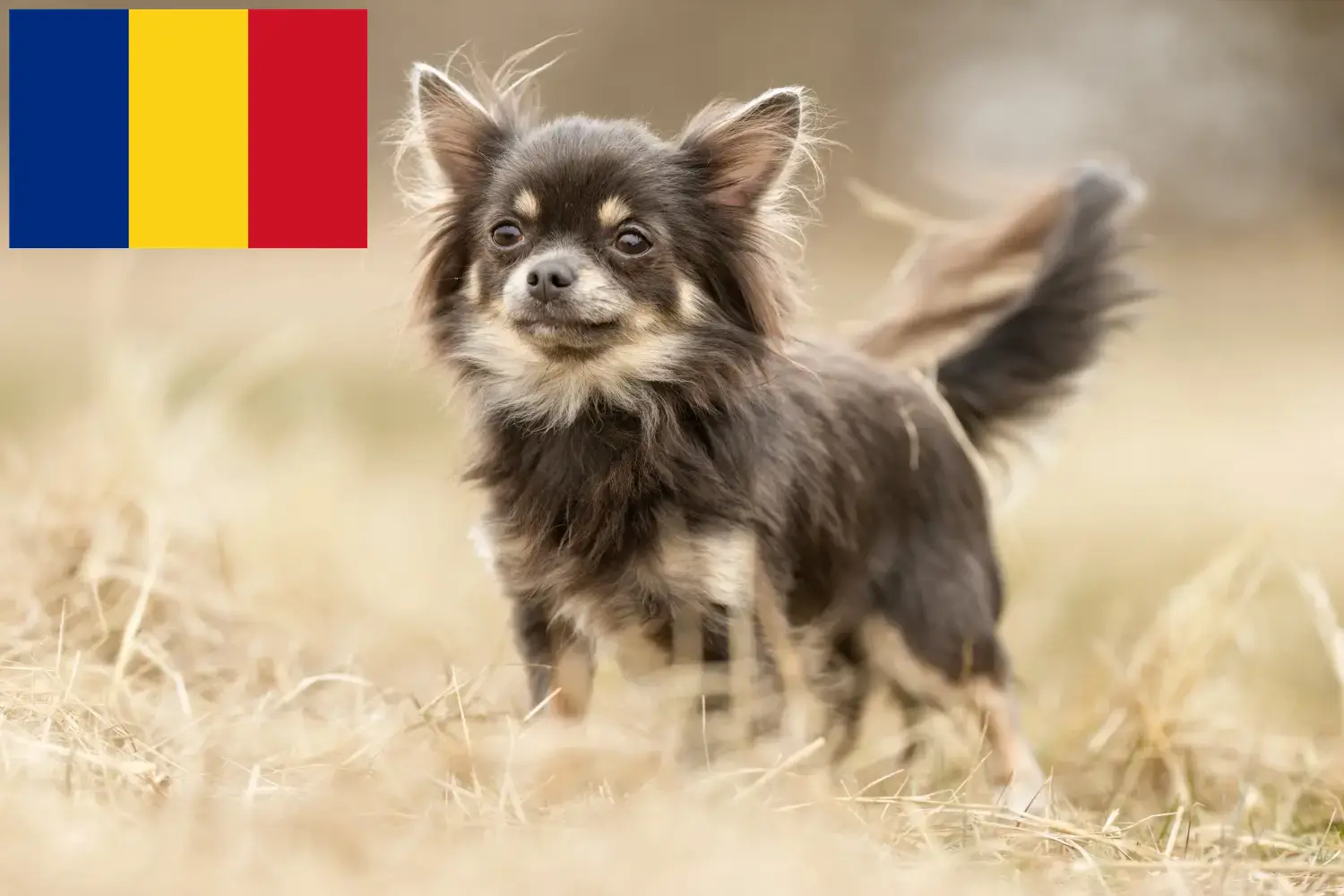 Chihuahua kölykök és tenyésztők Románia Chihuahua tenyésztőket Románia területén itt találsz.