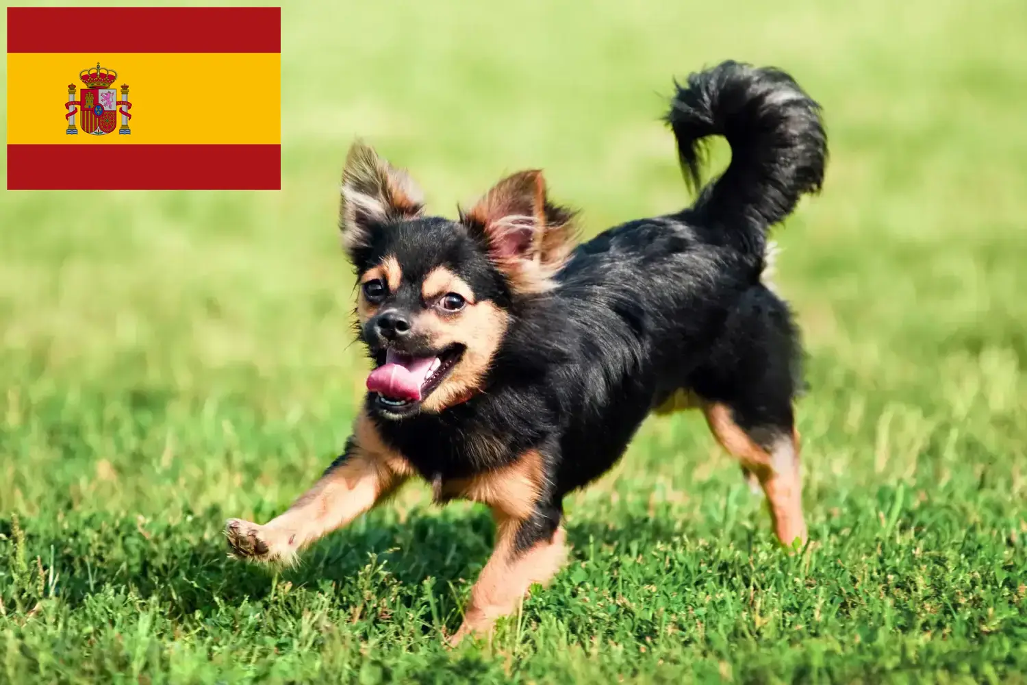 Chihuahua kölykök és tenyésztők Spanyolországban Spanyolországi chihuahua tenyésztőket itt találsz.