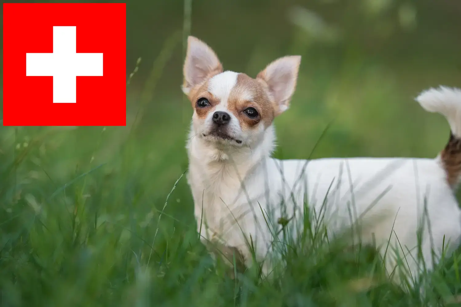 Chihuahua kölykök és tenyésztők Svájcban Itt megtalálja a Svájcban található chihuahua tenyésztőket.