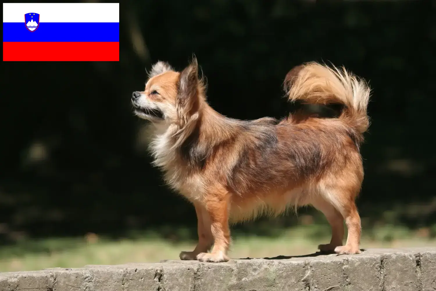 Chihuahua kiskutyák és tenyésztők Szlovénia Itt találhatsz Chihuahua tenyésztőket Szlovéniában.