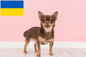 Read more about the article Chihuahua tenyésztők és kölykök Ukrajnában