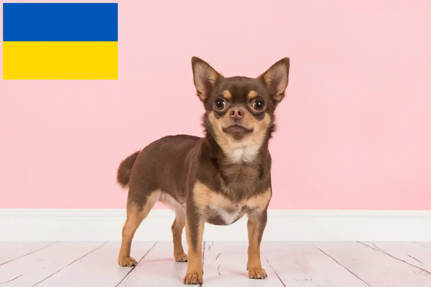 Chihuahua kölykök és tenyésztők Ukrajna Chihuahua tenyésztőket Ukrajnában itt találsz.
