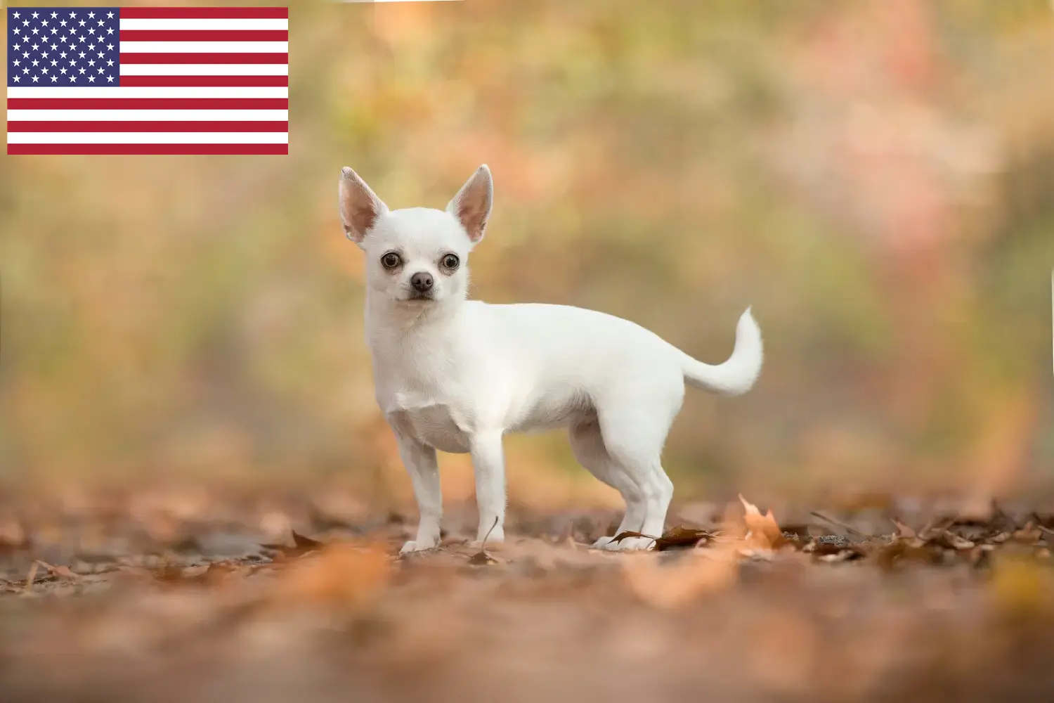 Chihuahua kölykök és tenyésztők USA Chihuahua tenyésztőket az USA-ban itt találsz.