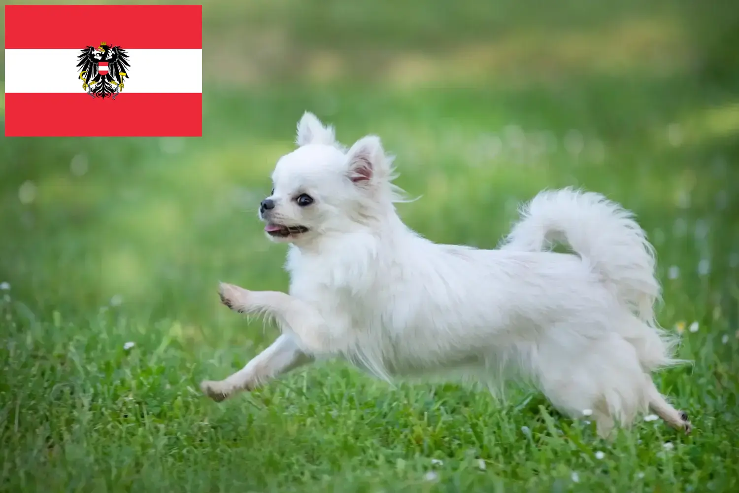 Chihuahua kölykök és tenyésztők Ausztria Itt találhatsz Chihuahua tenyésztőket Ausztriában.