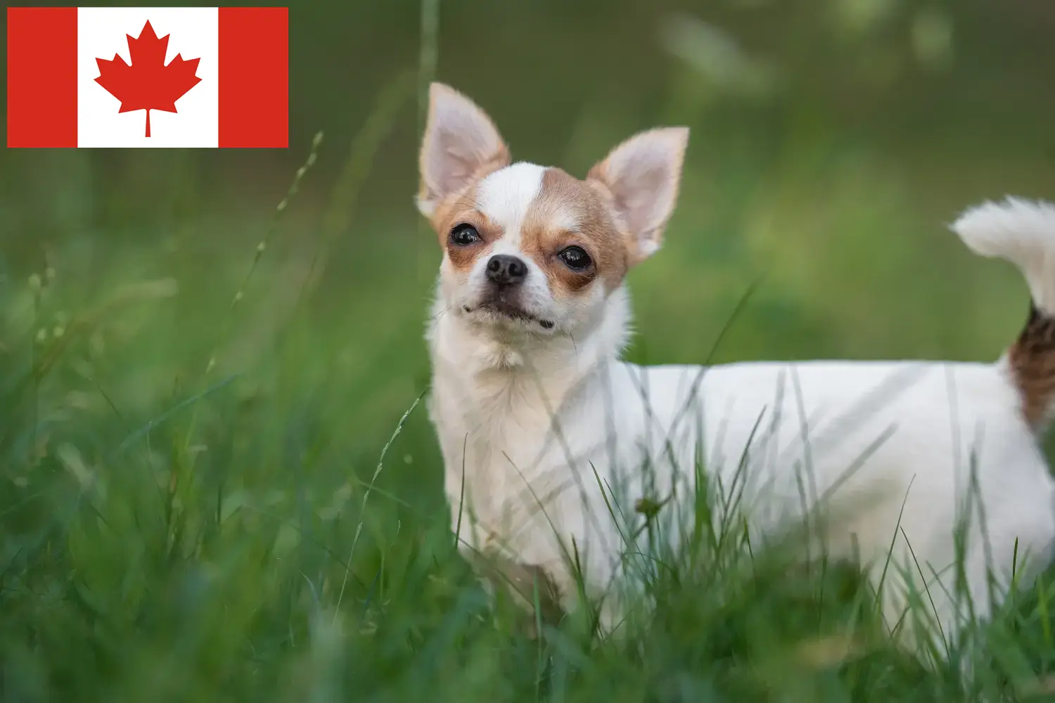 Chihuahua kölykök és tenyésztők Kanada Chihuahua tenyésztőket Kanadában itt találsz.