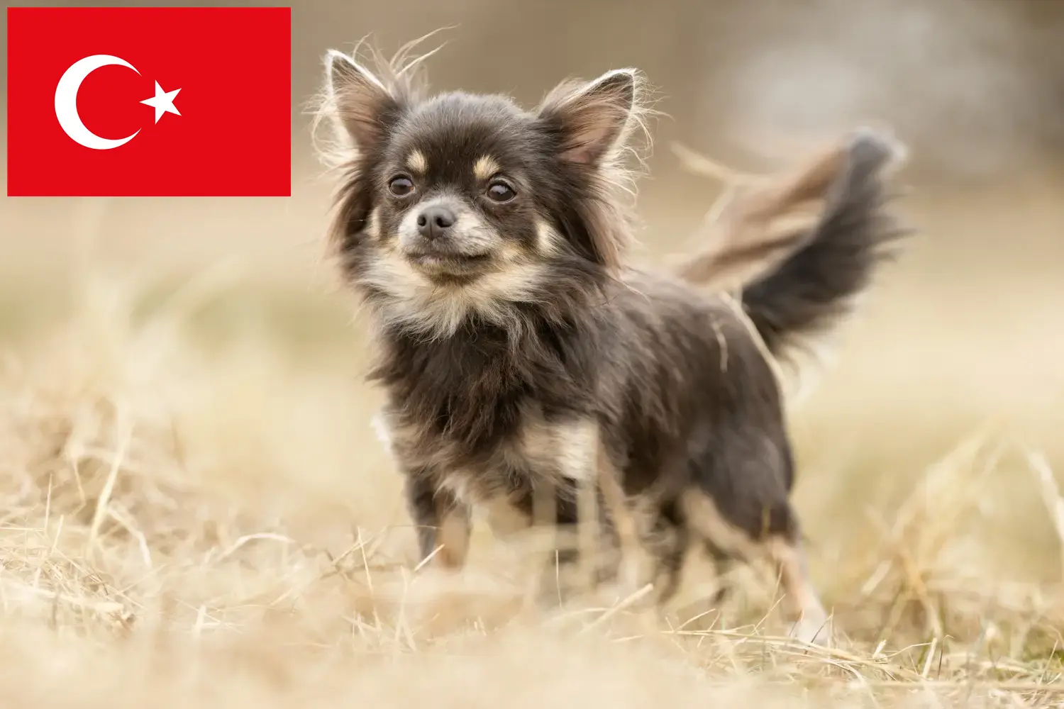 Chihuahua kölykök és tenyésztők Törökország Itt megtalálja a törökországi Chihuahua tenyésztőket.